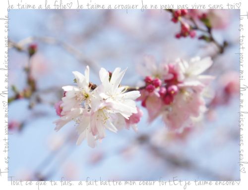 庄内緑地公園　桜