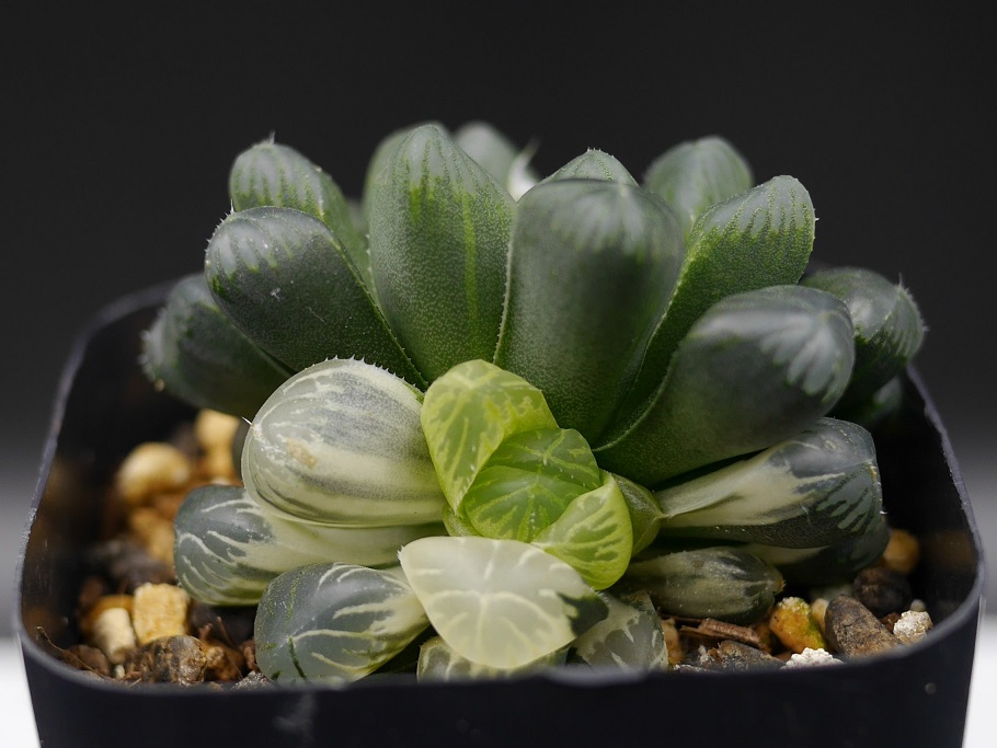 錦はいいねぇ | 植物男子ツボニワー - 楽天ブログ