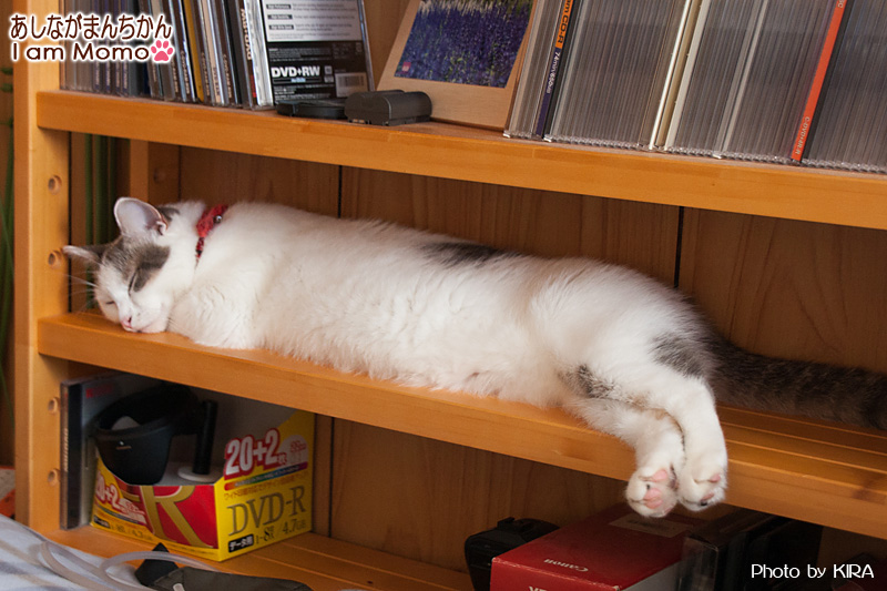 CDラックで寝る猫
