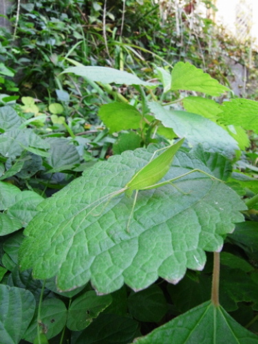 ツユムシ20121026