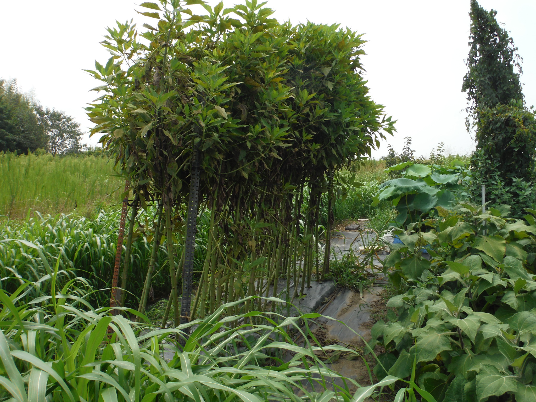 桑の木豆 インゲン 発芽 雑草の伸び 早い アラ古希夫婦の菜園生活 楽天ブログ