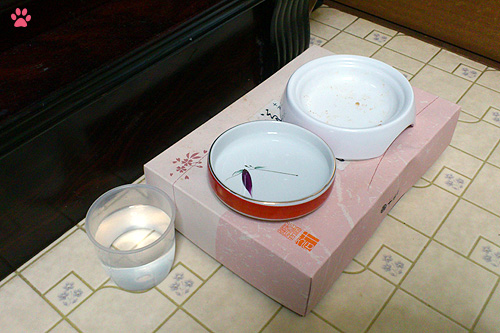 コップ 水 猫用食器 munchkin_momo1301192.jpg