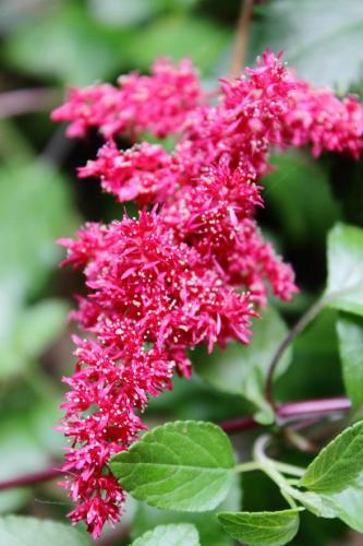 20160529 アスチルベ(赤) 2.jpg