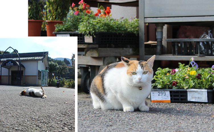 リセ駅長とトラ福駅長 愛媛県伊予市双海町 Jr伊予上灘駅 あずきちゃん 猫 のお散歩ブログ 楽天ブログ