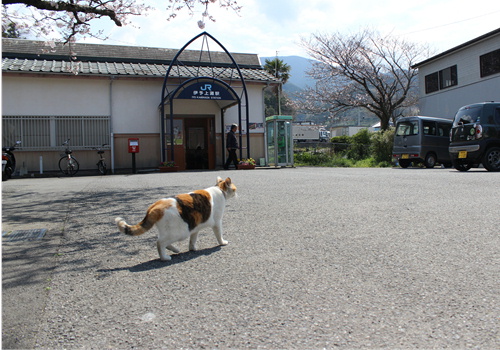 勝手に一日見習い駅長19 愛媛県伊予市双海町 伊予上灘駅 下灘駅 あずきちゃん 猫 のお散歩ブログ 楽天ブログ