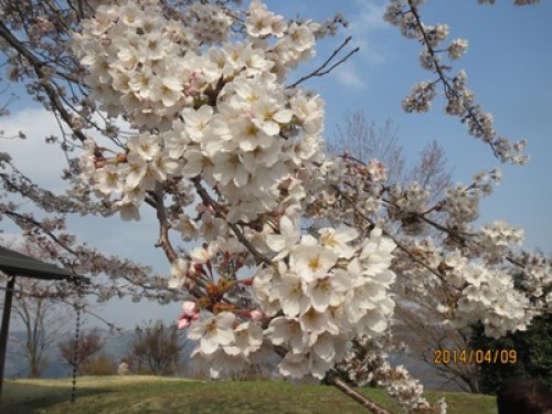 4.13 美の山 3.jpg