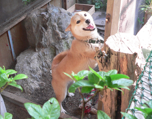 hana.JPG