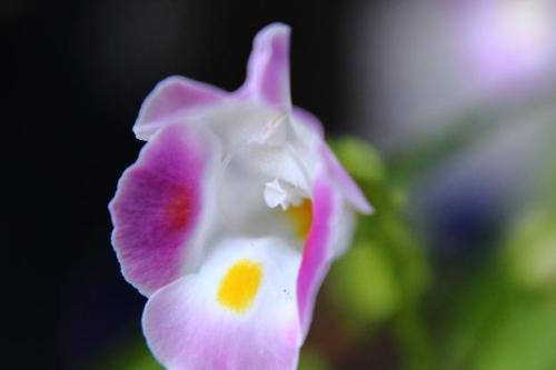 20150720 トレニア.jpg