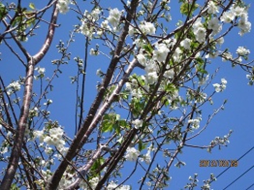 IMG_1980大島桜.jpg