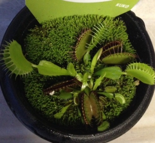 食虫植物.jpg