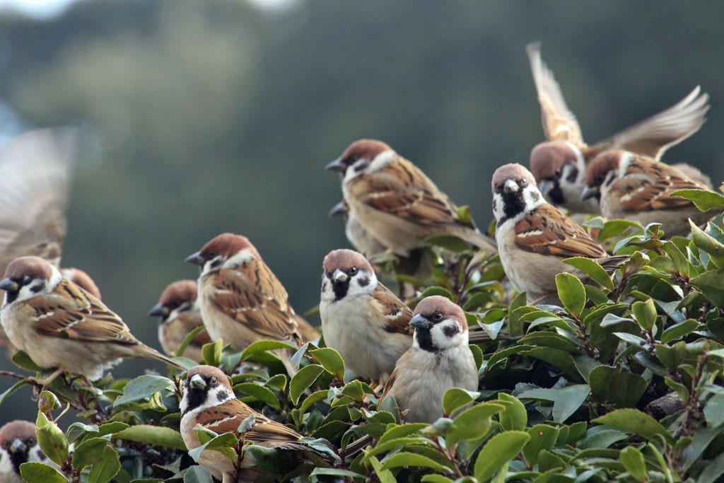 スズメ（明治神宮）