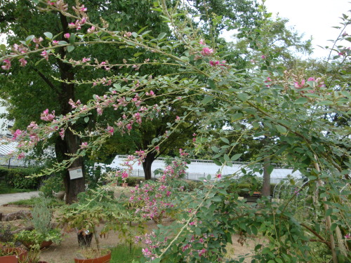 20131005-1.JPG