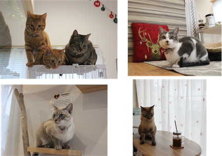 里親募集型保護猫カフェ にゃんこメリー ２回目 | あずきちゃん（猫