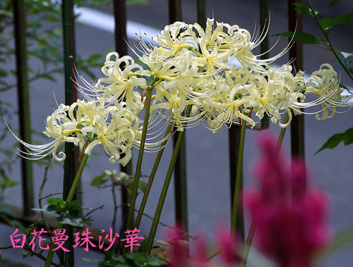 白花曼珠沙華2.jpg