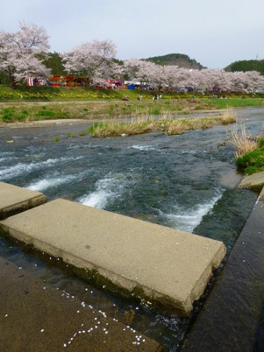 夏井千本桜_2014_04_28_09.jpg