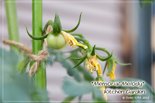 120527tomato2.jpg