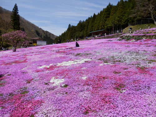 郡上國田さんの芝桜_003.JPG