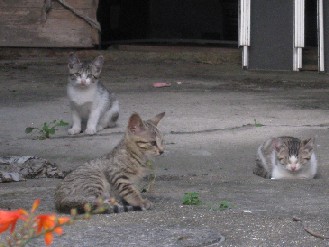 外猫　2012.07.09 015.jpgブログ.jpg