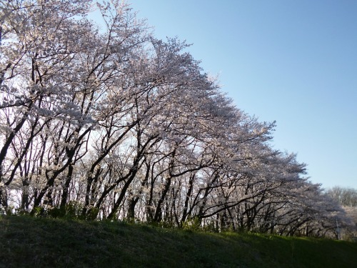 釜無川公園の桜０２.jpg