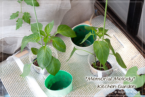 120520green_pepper2.jpg