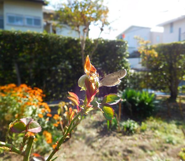 ネメシアの花が全滅 Kororin日記 楽天ブログ