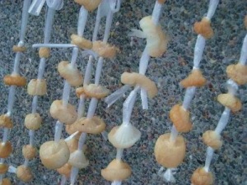 DSCN4415 (300x225).jpg