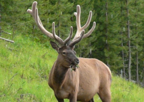 pict-58.ムース.jpg