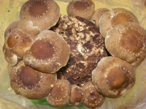 DSCN1629 (300x225).jpg