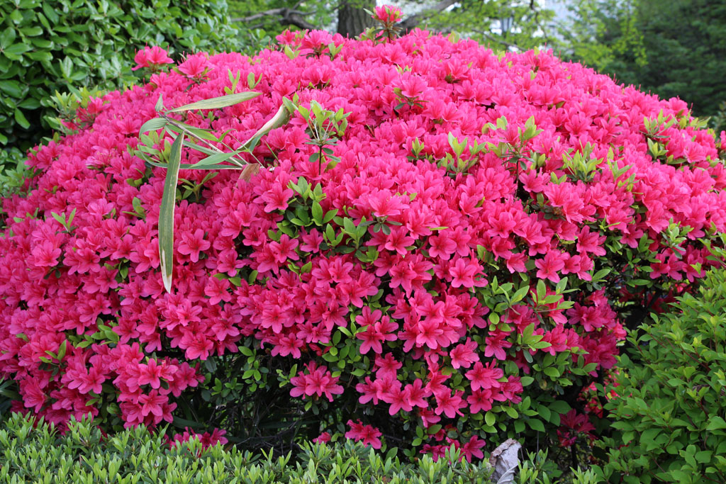 Rhododendron04.JPG
