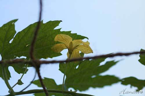 20120622ゴーヤ花.jpg
