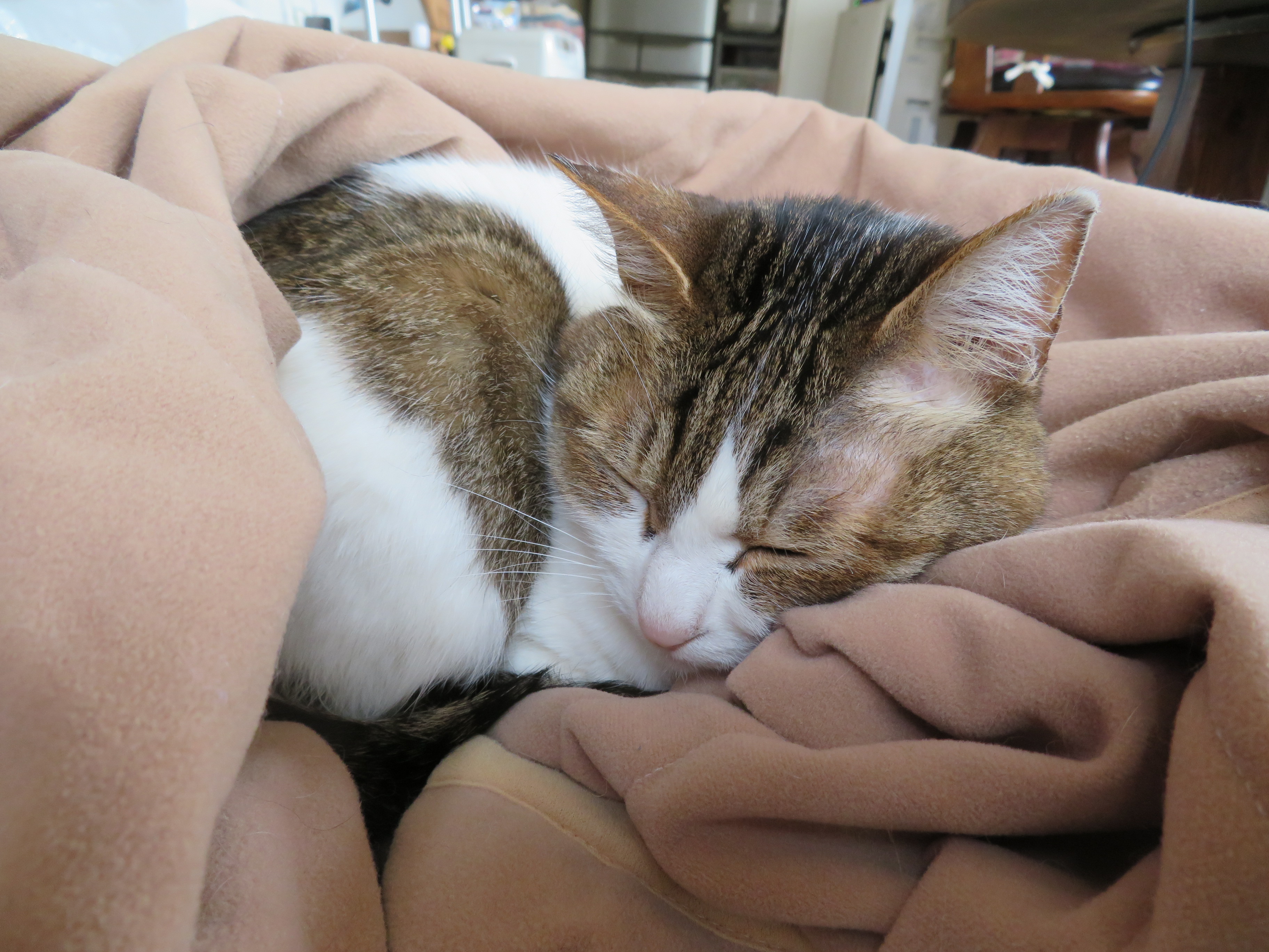 猫の昼寝 わたしのエンジョイライフ 楽天ブログ