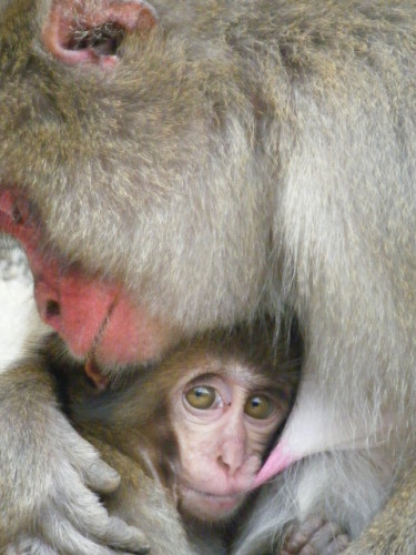 赤ちゃんはおっぱいをお母さんは耳を  (1).JPG