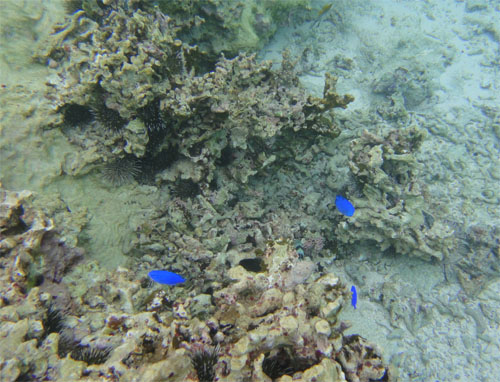 瀬底島 宇宙のかたすみで 楽天ブログ