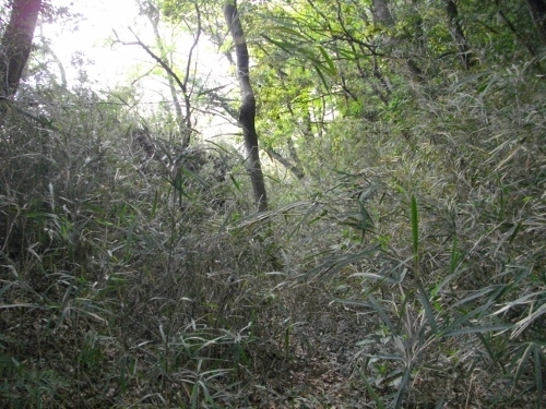 小机城富士仙元堀切 (2) (500x375).jpg