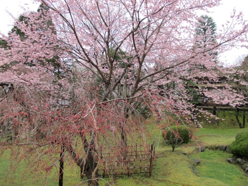 鹽竈神社の桜