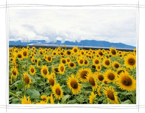 大垣ひまわり畑　ひまわりと新幹線