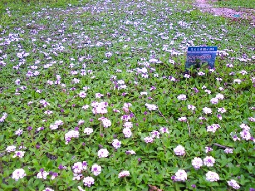 ヒメイワダレソウは法律で植えてはいけない 緑の温もりを感じる庭づくり 北限のクラピア 楽天ブログ