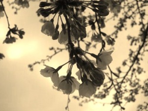 DSCN7290 (300x225).jpg