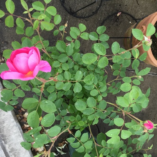 2016-05-06 14.38.45.jpg