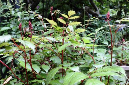 20160507 アスチルベ(赤) 3.jpg