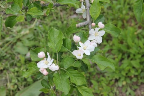 IMG_4064ｱﾙﾌﾟｽ乙女の花 サイズ変更.JPG