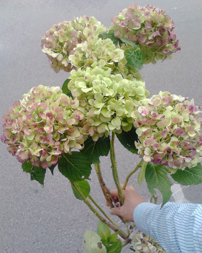 C:\fakepath\K0010078_edited-1.jpg