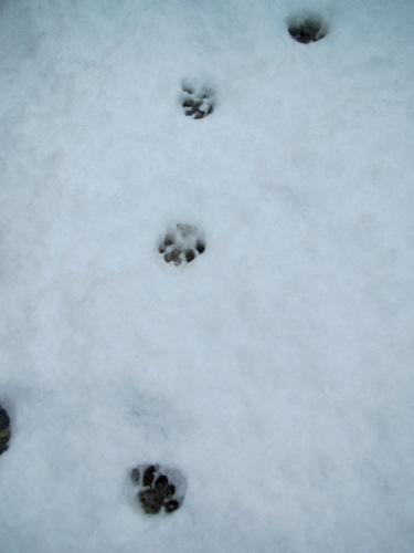 雪の足跡.JPG