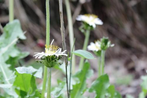 20160402 白タンポポ2.jpg