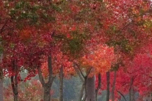 20151107 紅葉2.jpg