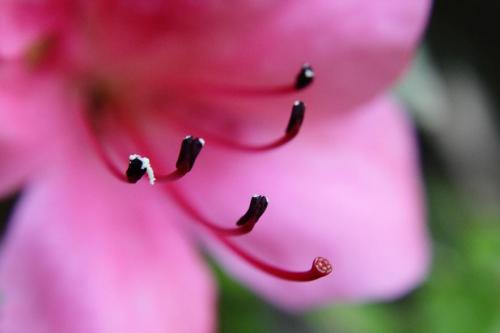 20160618 サツキ.jpg