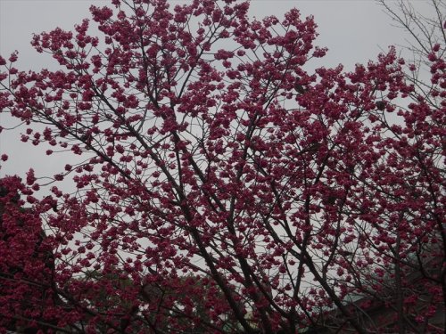 DSC04132_R.JPG