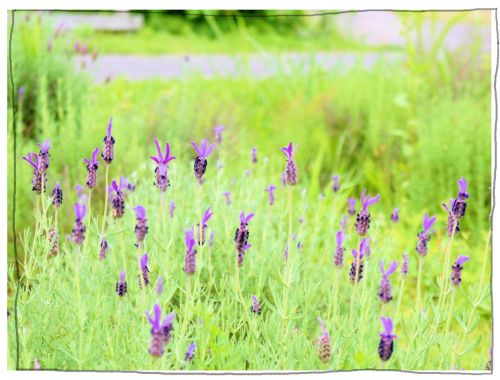 メナード青山リゾート　ラベンダー　ハーブガーデン