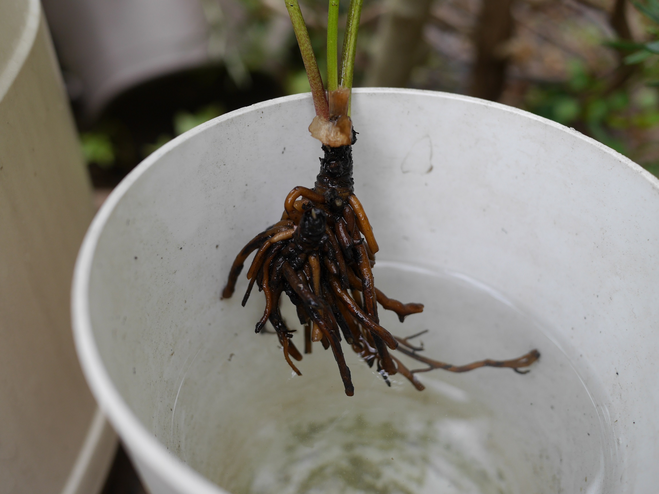 根腐れ２ 植物男子ツボニワー 楽天ブログ