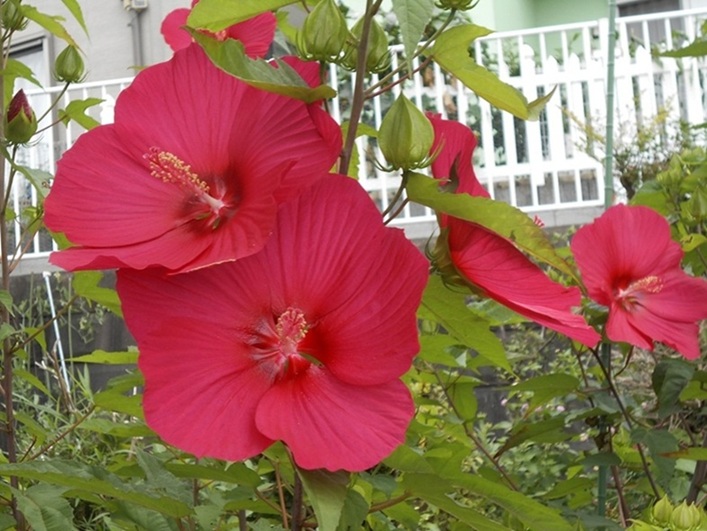          花の小径